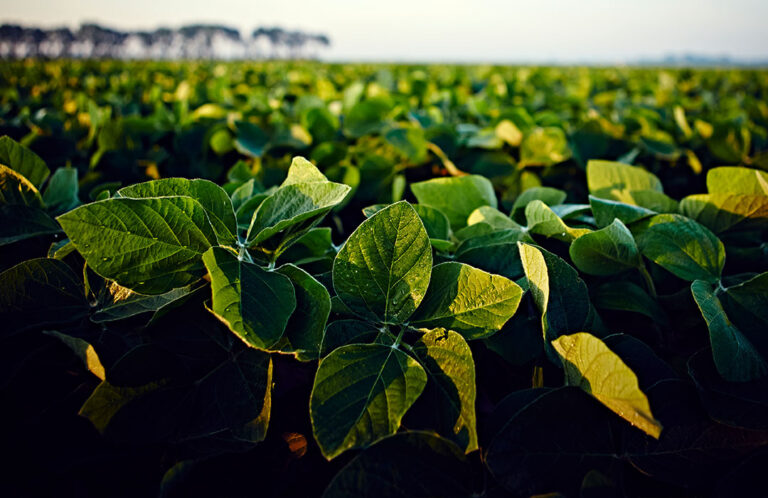 Close up view of a mature soybean plant.