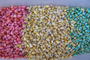 Corn seed with examples of different treatments applied.