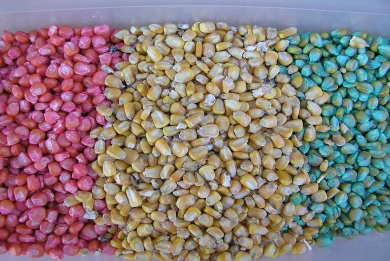 Corn seed with examples of different treatments applied.
