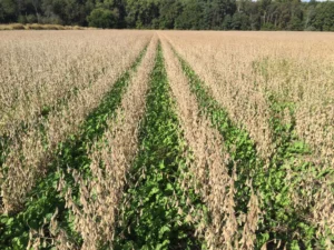 View of cover crop in a soybean field.