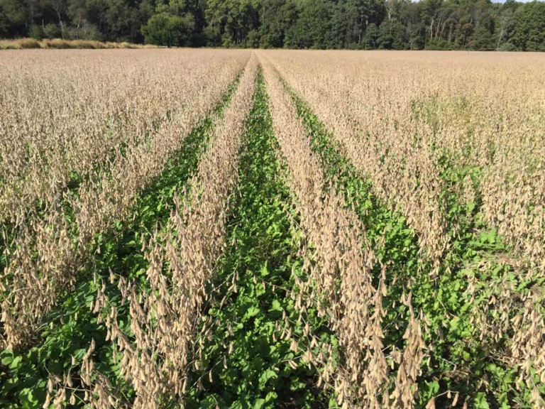 View of cover crop in a soybean field.
