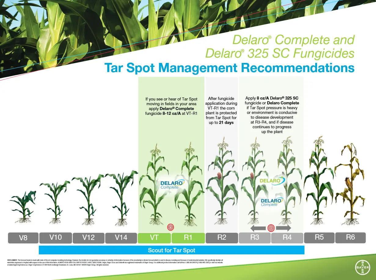 Chart graphic showing application recommendations for tar spot.