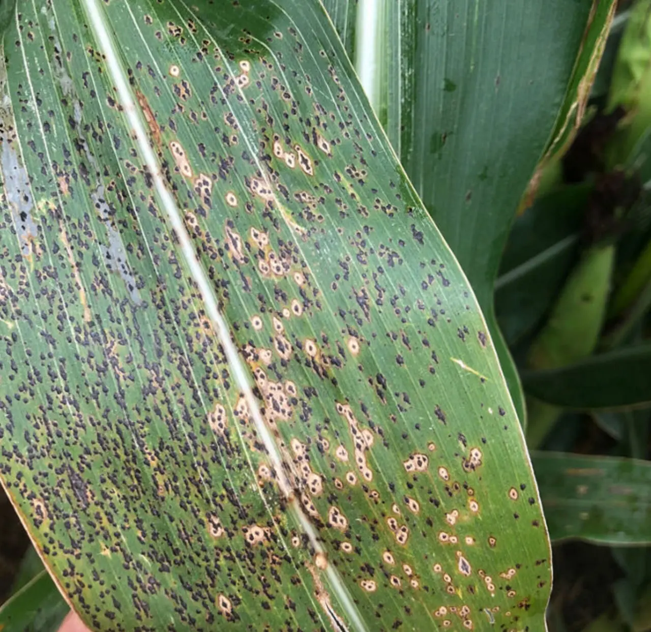 Symptoms of tar spot on a corn stalk leaf.